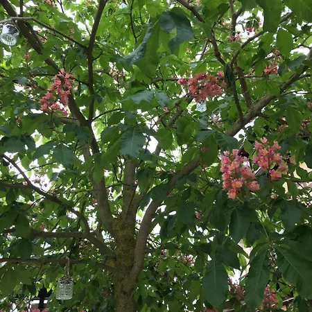 Bio Kastanienhof - Und Ayurvedische Jurten Vendégház Erfurt